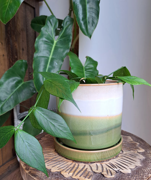 Moss Green 4.75" Ceramic Plant Pot