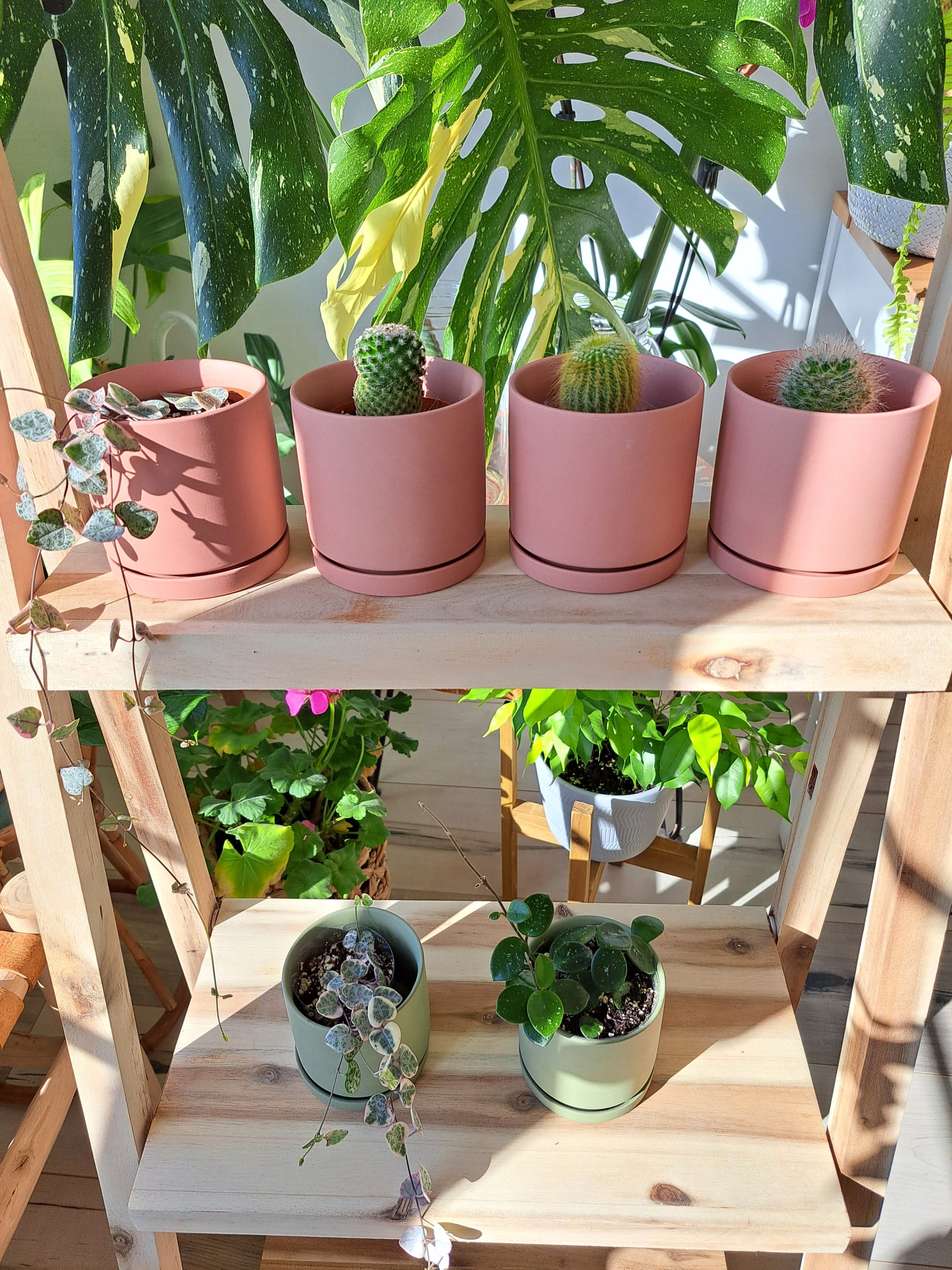 Assorted plants in 3.5" clay pots. With a pastel, completely matte finish, these clay pots have a modern, boho feel. Pots are available in blush pink or sage green and each pot comes with a drainage hole and saucer.  Plants include cacti, variegated string of hearts, and hoya mathilde. The plants pictured are the ones you will receive. Each item includes a plant in a plastic nursery pot as well as a clay pot.
