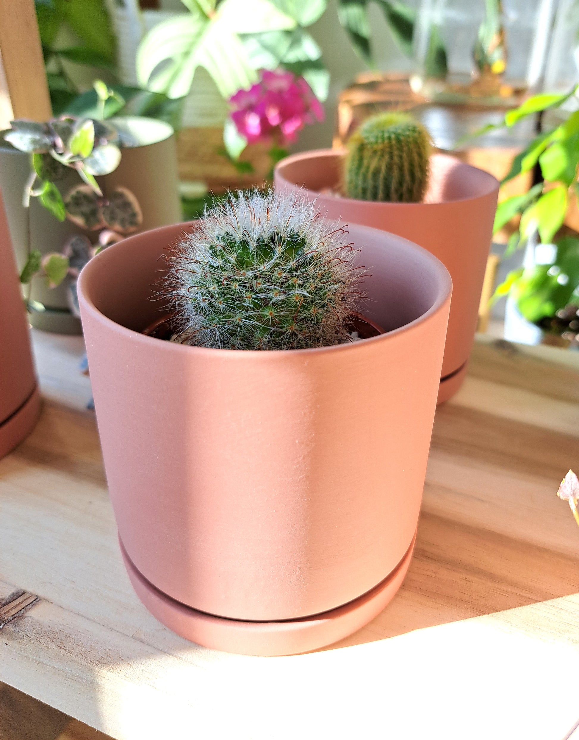 Assorted plants in 3.5" clay pots. With a pastel, completely matte finish, these clay pots have a modern, boho feel. Pots are available in blush pink or sage green and each pot comes with a drainage hole and saucer.  Plants include cacti, variegated string of hearts, and hoya mathilde. The plants pictured are the ones you will receive. Each item includes a plant in a plastic nursery pot as well as a clay pot.